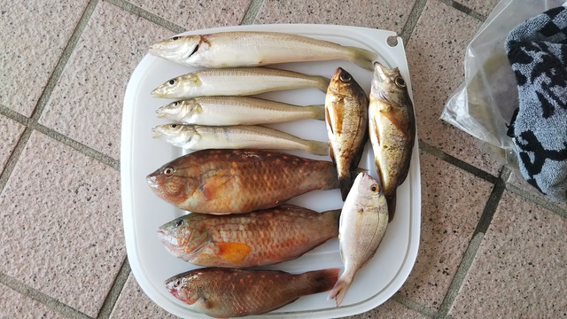 釣行 投げ釣り キス 釣行 投げ釣り キス