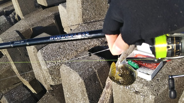 釣行 伊予 エビ撒き釣り 釣行 伊予 エビ撒き釣り