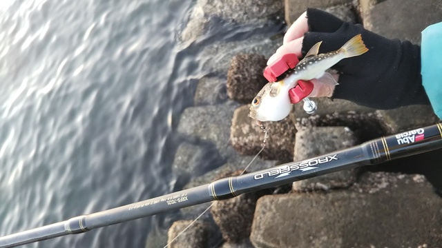 釣行 伊予 エビ撒き釣り 釣行 伊予 エビ撒き釣り