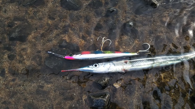 釣行 松山 サヨリ 釣行 松山 サヨリ