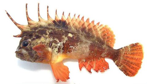 え、超高級魚?それ知らんかっとってんちんとんしゃん 2021_12th_全104 え、超高級魚?それ知らんかっとってんちんとんしゃん 2021_12th_全104