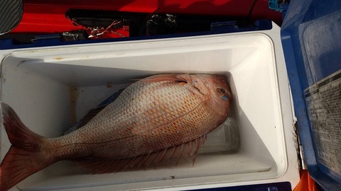 え、超高級魚?それ知らんかっとってんちんとんしゃん 2021_12th_全104 え、超高級魚?それ知らんかっとってんちんとんしゃん 2021_12th_全104