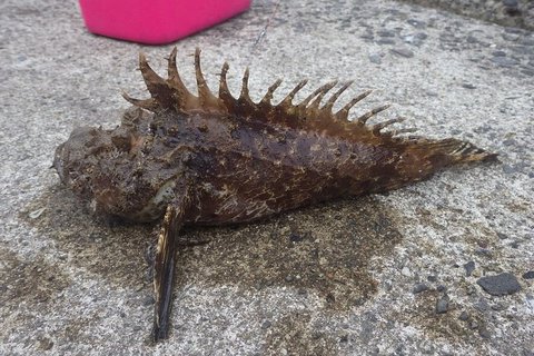 え、超高級魚?それ知らんかっとってんちんとんしゃん 2021_12th_全104 え、超高級魚?それ知らんかっとってんちんとんしゃん 2021_12th_全104