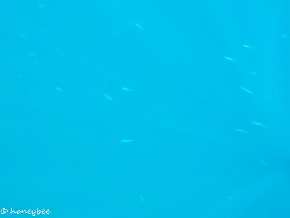 三浦一族終焉の地【油壷】まで海上散歩 ~浮23~ 三浦一族終焉の地【油壷】まで海上散歩 ~浮23~