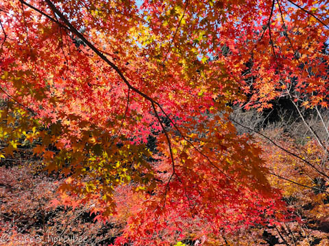 道志の森の紅葉確認ツーリング 道志の森の紅葉確認ツーリング