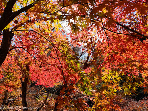 道志の森の紅葉確認ツーリング 道志の森の紅葉確認ツーリング
