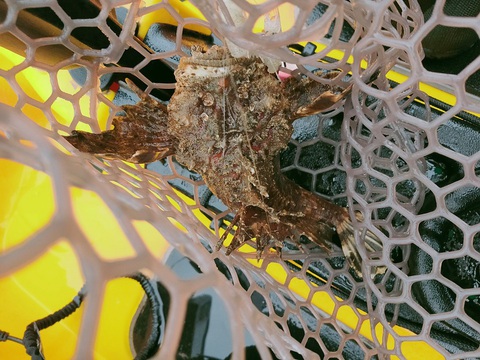 え、超高級魚?それ知らんかっとってんちんとんしゃん 2021_12th_全104 え、超高級魚?それ知らんかっとってんちんとんしゃん 2021_12th_全104