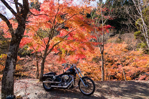 道志の森の紅葉確認ツーリング 道志の森の紅葉確認ツーリング