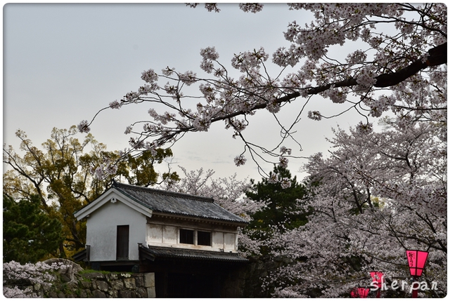 桜の花に誘われてぶらっと花見～和歌山城～