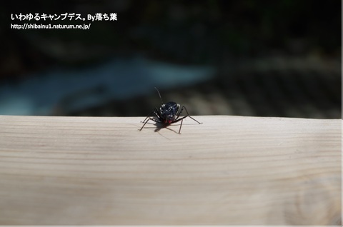2018/5/12【ぐんま子供の国】 2018/5/12【ぐんま子供の国】