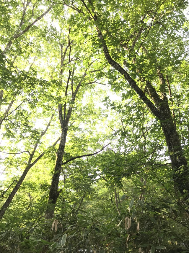 レポ♪平湯2019夏 その2 レポ♪平湯2019夏 その2