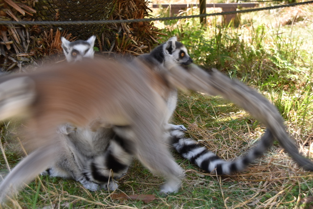 アバヨ! アバヨ!