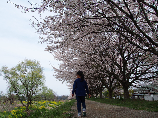出会いの森総合公園オートキャンプ場 〜 The Park Camp お花見版 出会いの森総合公園オートキャンプ場 〜 The Park Camp お花見版