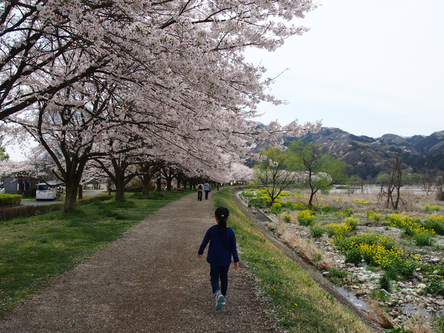 出会いの森総合公園オートキャンプ場 〜 The Park Camp お花見版 出会いの森総合公園オートキャンプ場 〜 The Park Camp お花見版