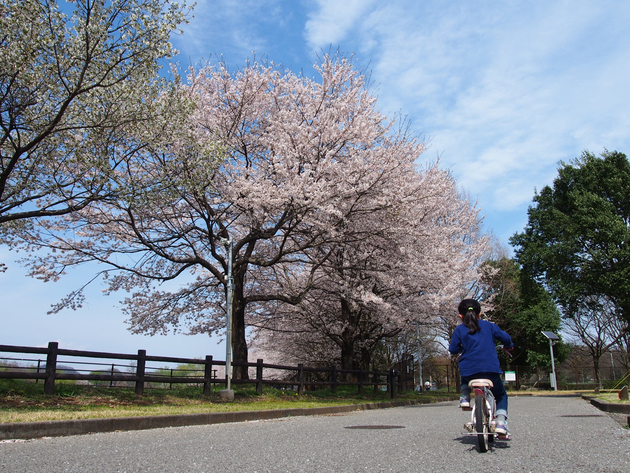 出会いの森総合公園オートキャンプ場 〜 The Park Camp お花見版 出会いの森総合公園オートキャンプ場 〜 The Park Camp お花見版