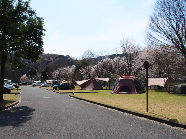 出会いの森総合公園オートキャンプ場 〜 The Park Camp お花見版 出会いの森総合公園オートキャンプ場 〜 The Park Camp お花見版