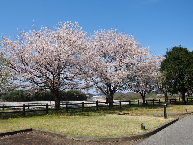 出会いの森総合公園オートキャンプ場 〜 The Park Camp お花見版 出会いの森総合公園オートキャンプ場 〜 The Park Camp お花見版