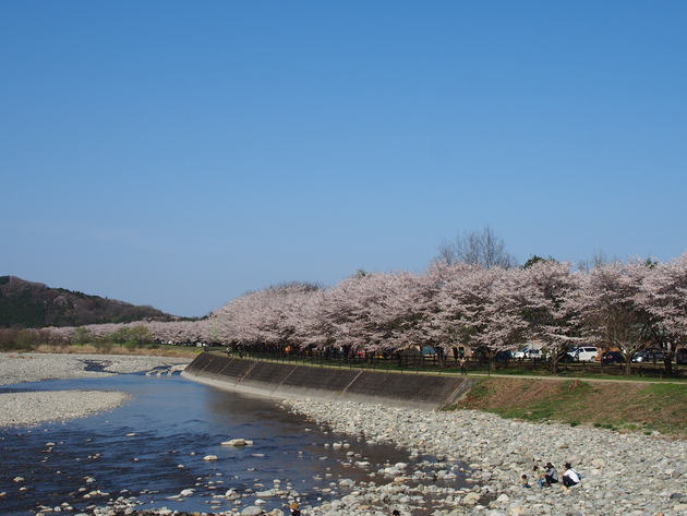 出会いの森総合公園オートキャンプ場 〜 The Park Camp お花見版 出会いの森総合公園オートキャンプ場 〜 The Park Camp お花見版