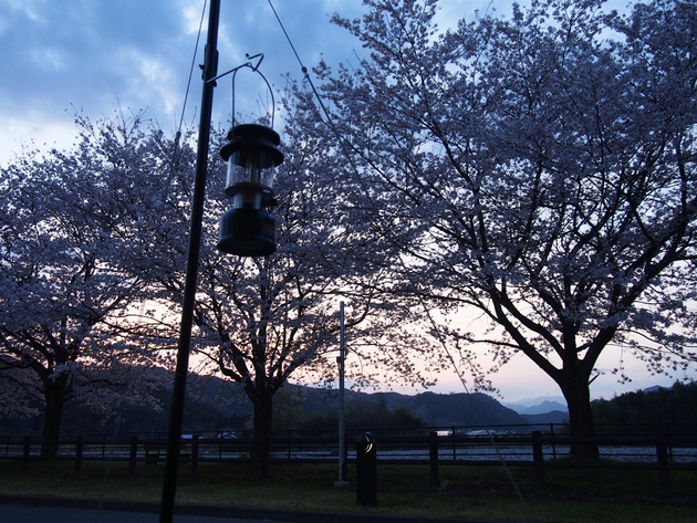 出会いの森総合公園オートキャンプ場 〜 The Park Camp お花見版 出会いの森総合公園オートキャンプ場 〜 The Park Camp お花見版