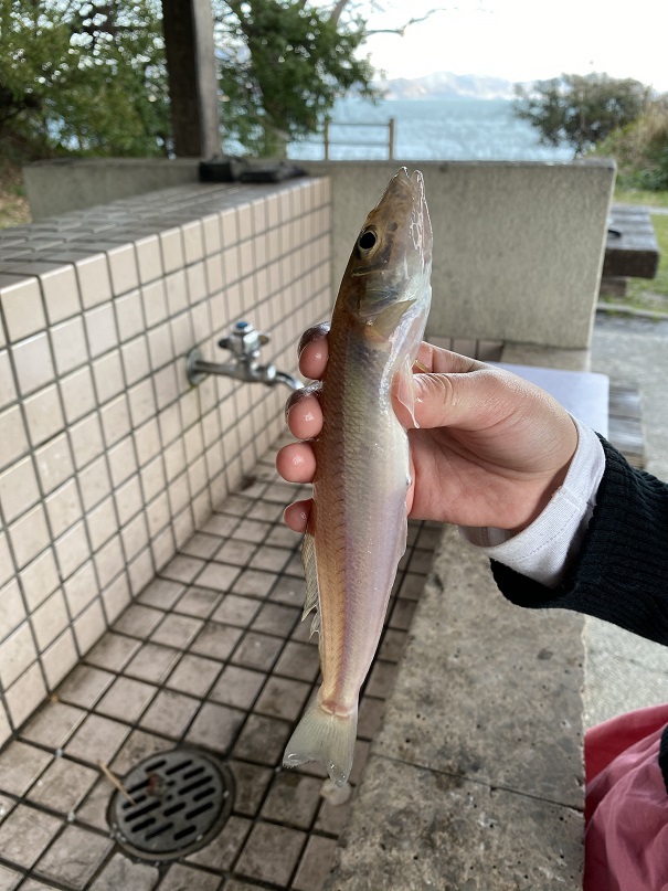 愛媛の穴場キャンプ場~大角海浜公園~ 愛媛の穴場キャンプ場~大角海浜公園~
