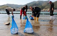 アサリ、成ケ島の特産に　稚貝育てる網袋設置　洲本