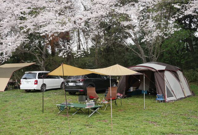 お花見キャンプ　成田ゆめ牧場