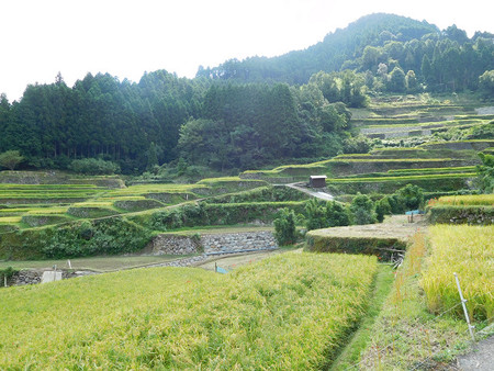 レッツ・・・彼岸花 レッツ・・・彼岸花