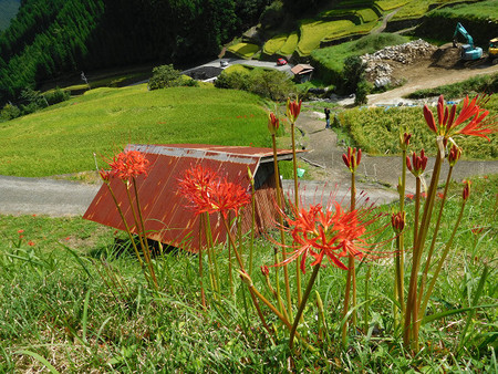 レッツ・・・彼岸花 レッツ・・・彼岸花