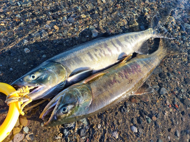 鮭釣りリハビリ