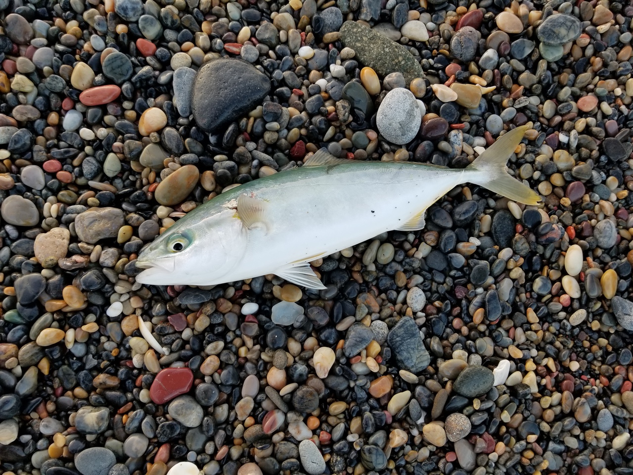 サーフヒラメ60cm！最近の釣行まとめ