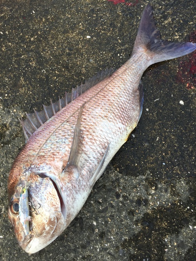 青に赤に‼️ 青に赤に‼️