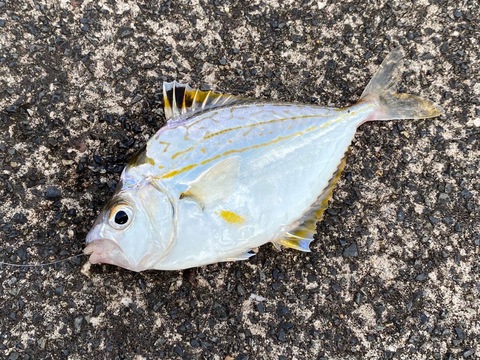 父子の会で釣りキャンプ (^^)/ 父子の会で釣りキャンプ (^^)/