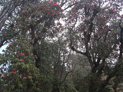 ヒマラヤに咲く　春の花