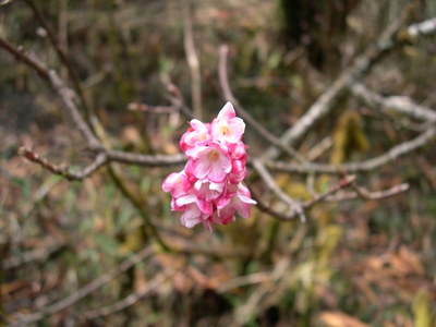 ヒマラヤに咲く　春の花
