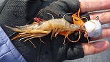 なんで食わんの???