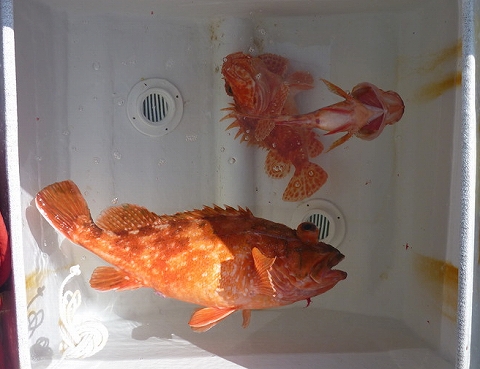 青物終了のお告げ?