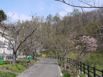 散歩道と朝ご飯