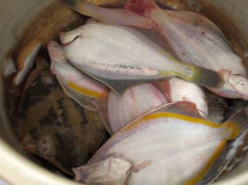 釣果報告