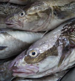 釣果報告