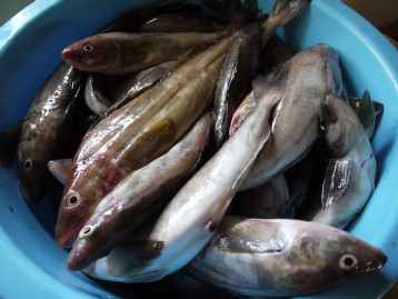 釣果報告