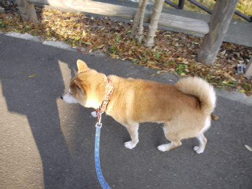 日曜日の散歩道