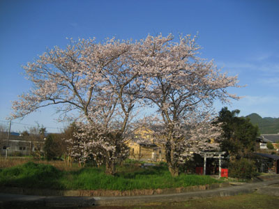 桜満開　in　琵琶湖・・・