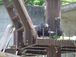 日曜の(本当の)昼下がりは、ハイエースで動物園