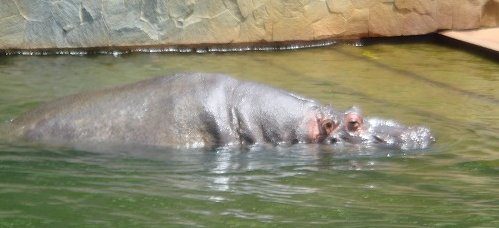 日曜の(本当の)昼下がりは、ハイエースで動物園