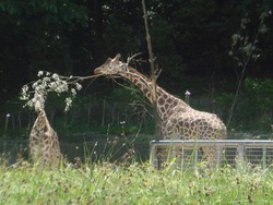 日曜の(本当の)昼下がりは、ハイエースで動物園