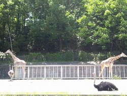 日曜の(本当の)昼下がりは、ハイエースで動物園