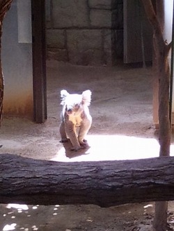 日曜の(本当の)昼下がりは、ハイエースで動物園