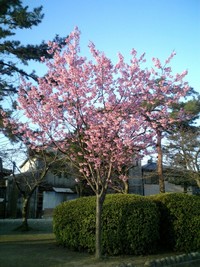 さくらの桜