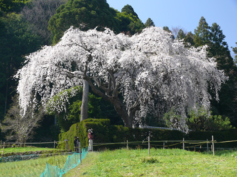 しだれ桜 (秋葉山)