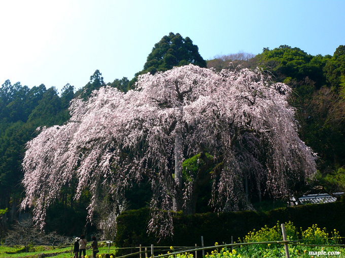 シダレ桜咲く。